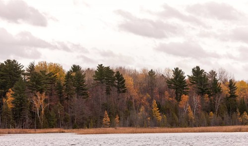 Forest and lake scene with autumn foliage and an overcast sky in Ottawa, Ontario, Canada, North