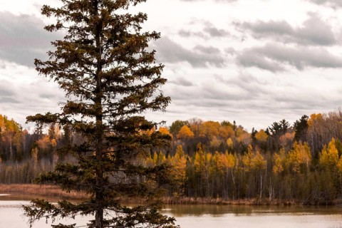 A tall pine tree stands before an autumn forest by a lake with cloudy skies in Ottawa, Ontario,