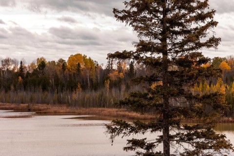 A lone pine tree by a lake with an autumn forest under a cloudy sky in Ottawa, Ontario, Canada,