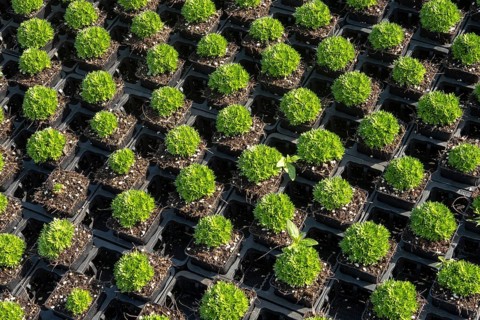 Borken, NRW, Germany, Green plants growing in seedling pots at nursery