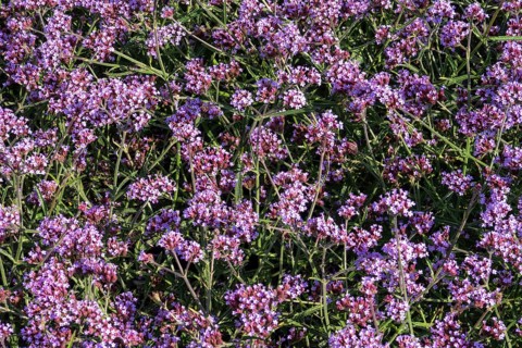 Borken, NRW, Germany, Purple verbena bonariensis plants are blooming, creating a natural floral