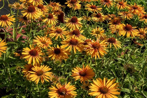 Borken, NRW, Germany, Coneflowers blooming in a garden, showing vibrant yellow petals and green