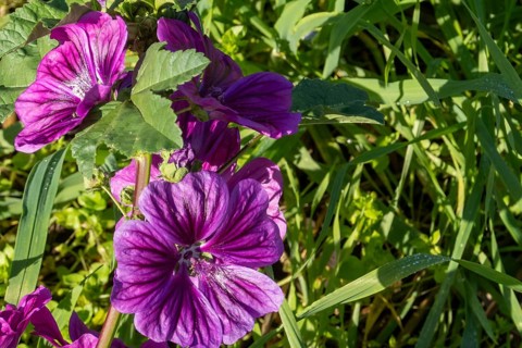 Borken, NRW, Germany, Purple mallow flowers blooming, showing delicate petals and green foliage in
