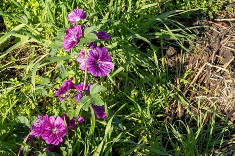 Borken, NRW, Germany, Common mallow plant showing purple flowers among green foliage in springtime