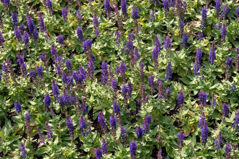 Borken, NRW, Germany, Salvia plants featuring purple flower spikes and green leaves covering a