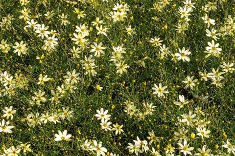 Borken, NRW, Germany, Yellow coreopsis flowers densely covering a vibrant green meadow