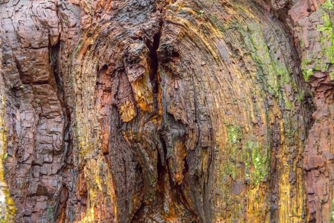 Colorful wooden background seen at a coastal tree in Zeeland