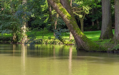 Peaceful sunny park scenery with idyllic small lake at summer time