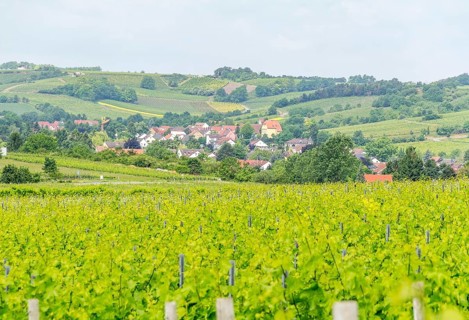 Winegrowing scenery around Loerzweiler in the Rhineland-Palatinate in Germany at spring time