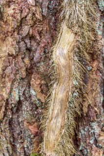 Natural background with ivy rootlet on bark