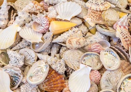 Full frame high angle shot showing lots of seashells