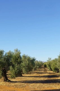 Olive trees growing in neat rows, creating a perspective towards the horizon under a clear blue sky