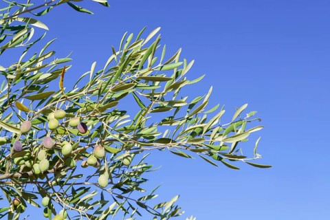 Olive tree branches bearing olives under a clear blue sky, Malaga, Spain