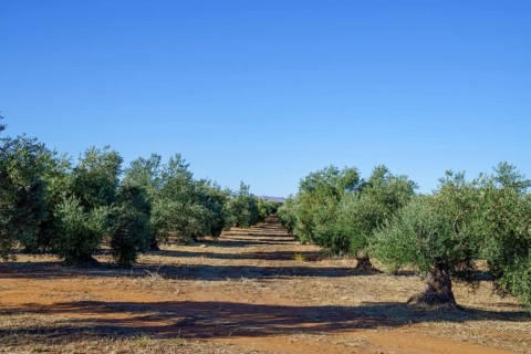 Olive trees growing in rows on an agricultural farm under a bright sunny sky in ronda, malaga,