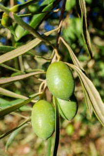 Green olives ripening on an olive tree branch under natural light, Malaga, Spain