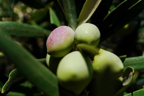Olives turning purple and green, growing on an olive tree in sunlight, Malaga, Spain