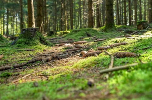 Sunny illuminated low angle forest scenery with moss and ground cover vegetation