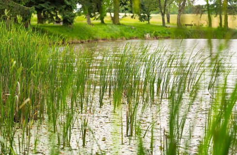 Riparian scenery at a lake with trees at summer time