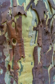 Full frame closeup shot showing the bark of a plane tree