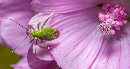 Macro shot showing the dorsal view of a Calocoris affinis mirid bug at the edge of a pink flower
