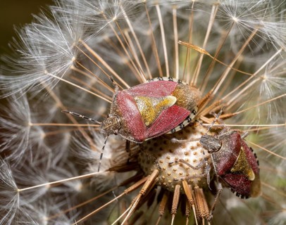 Macro shot showing two sloe bugs on a dandelion blowball