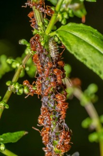 Macro shot sowing some ants protecting and collecting honey dew from aphids on a plant stalk