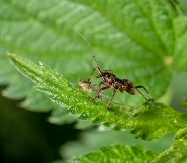 Low angle macro shot showing a ant damsel bug with prey