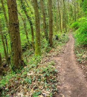 Footpath in a forest around Sankt Martin, a municipality in the Southern Wine Route area in