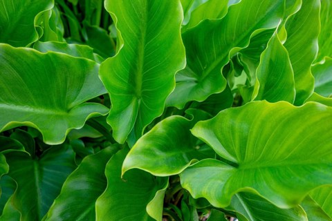 Full frame shot showing lots of green arrow arum leaves
