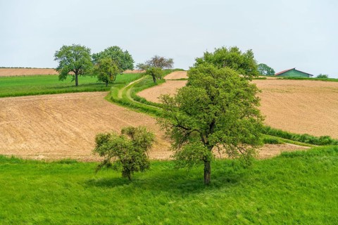 Idyllic rural scenery showing some fruit trees and fields in Southern Germany at early summer time