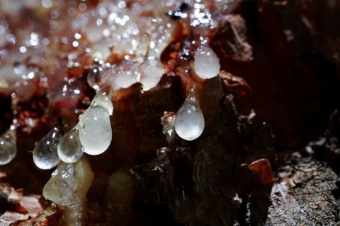 Fresh resin sap dripping from the rough bark of a pine tree