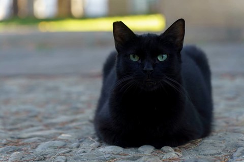 Black cat with piercing green eyes sitting on a cobblestone pathway outdoors in ronda, malaga,
