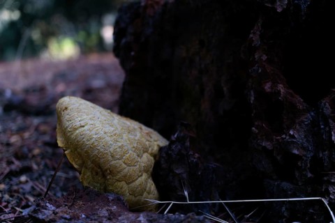 Yellow fungus growing on dark decaying wood and soil in a natural forest environment