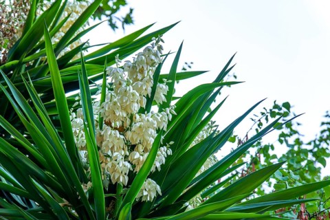 Yucca plant shows white bell-shaped flowers blooming in natural garden environment in ronda,