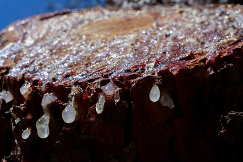 Tree resin dropping from a cut pine wood stump in nature, showing natural healing