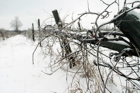 Snow-covered vineyard with bare vines under a grey sky, evoking desolation in London, Ontario,