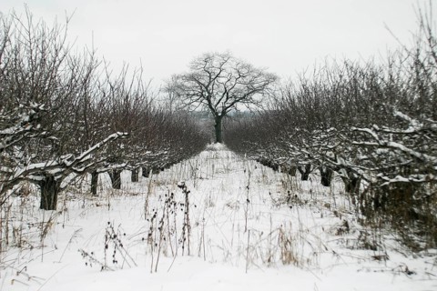 A lone tree stands at the center of a snow-covered orchard, creating a stark winter scene in