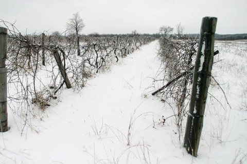 Desolate vineyard in winter, snow covering the ground and bare vines in London, Ontario, Canada,