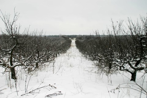 Symmetrical snowy orchard with bare trees under an overcast sky in London, Ontario, Canada, North