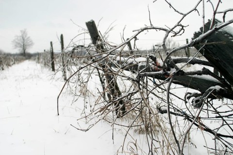 Snow-covered vineyard with bare vines under a grey sky, evoking desolation in London, Ontario,