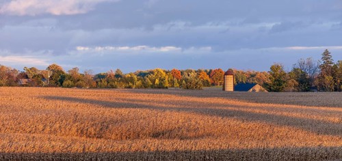 Golden fields stretch towards a distant silo in autumn in St. Thomas, Ontario, Canada, North