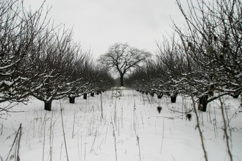 Snow-laden orchard extends toward a lone tree with symmetrical rows in London, Ontario, Canada,