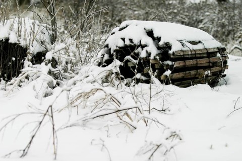 Snow-covered woodpile surrounded by sparse, frosty plants in London, Ontario, Canada, North America
