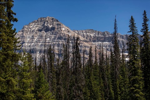 Rocky mountain top rising over pine forest and clear skies inside Yoho National Park, in British