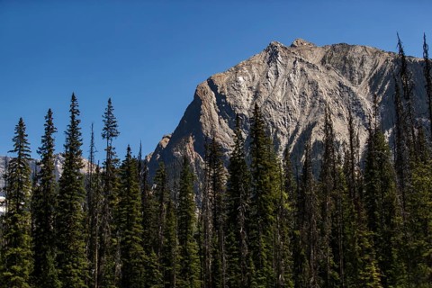 Tall mountain peak surrounded by a thick forest under a blue sky inside Yoho National Park, in