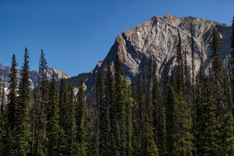Rocky mountains with towering trees under a clear blue sky inside Yoho National Park, in British