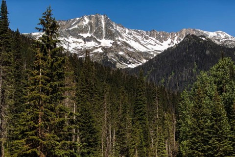 Forest overlaid with towering snowy mountains under a calm sky as viewed along the Trans Canada