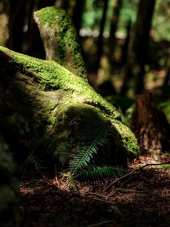 Moss-covered log with ferns in a sunlit forest scene inside Cascade Falls Regional Park, Deroche,