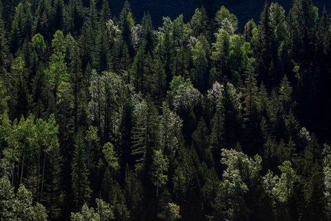 Deep green forest with varied tree heights and patches of sunlight in Revelstoke, British Columbia,