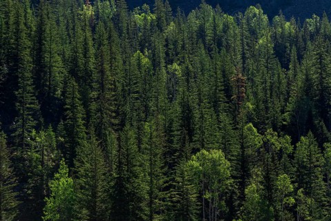 Lush green forest densely packed with sunlight filtering through in Revelstoke, British Columbia,